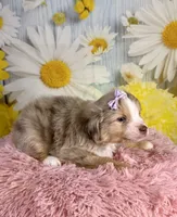Isla, a female Miniature Australian Shepherd for sale in Ripley, MS – 6 of 7