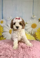 Willow, a female Cavapoo for sale in Ripley, MS – 4 of 10