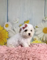 Pearl, a female Poodle - Toy  and Poodle - Miniature  for sale in Ripley, MS – 2 of 9