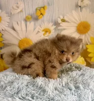 Jasper, a male Pomeranian for sale in Ripley, MS – 8 of 10