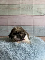 Frank, a male Shih Tzu for sale in Ripley, MS – 2 of 10