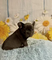 Loki, a male French Bulldog for sale in Ripley, MS – 7 of 9
