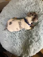 Skylar , a male Teddy Roosevelt Terrier for sale in Ripley, MS – 9 of 10