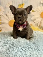 Pedro , a male French Bulldog for sale in Ripley, MS – 4 of 10