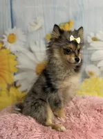 Millie, a female Pomeranian for sale in Ripley, MS – 4 of 10