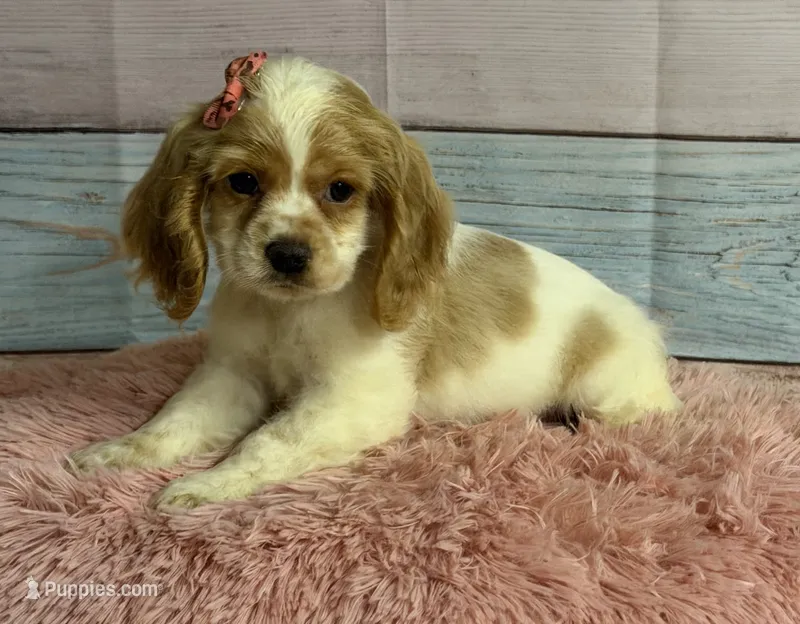 Sandy – Cocker Spaniel puppy for sale in Ripley, MS