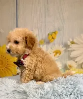 Finn, a male Miniature Goldendoodle for sale in Ripley, MS – 6 of 10