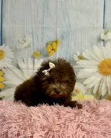 Coco, a female Poodle - Toy  for sale in Ripley, MS – 8 of 10
