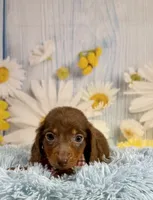 Ranger, a male Miniature Dachshund for sale in Ripley, MS – 7 of 7
