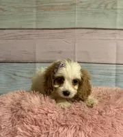 Amber, a female Cockapoo for sale in Ripley, MS – 3 of 5
