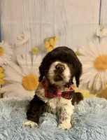 Charles, a male Cocker Spaniel for sale in Ripley, MS – 4 of 10