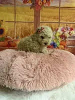 Chloe, a female Poodle - Toy  for sale in Ripley, MS – 6 of 6