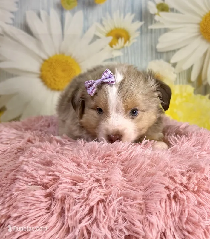 Isla – Miniature Australian Shepherd puppy for sale in Ripley, MS