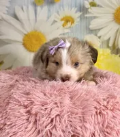 Isla, a female Miniature Australian Shepherd for sale in Ripley, MS – 1 of 7