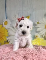 Ivory, a female Miniature Schnauzer for sale in Ripley, MS – 4 of 7
