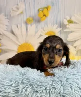 Ryder, a male Miniature Dachshund for sale in Ripley, MS – 4 of 10