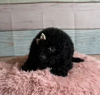 Star, a female Poodle - Toy  for sale in Ripley, MS – 2 of 8