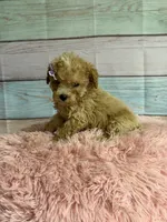 Callie, a female Poodle - Toy  for sale in Ripley, MS – 7 of 7