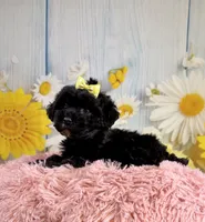 Lady, a female Miniature Aussiedoodle for sale in Ripley, MS – 6 of 8