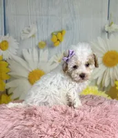 Winnie, a female Miniature Goldendoodle for sale in Ripley, MS – 4 of 10