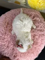 Bonnie, a female Miniature Goldendoodle for sale in Ripley, MS – 4 of 10