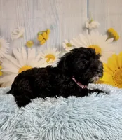 Tony, a male Miniature Schnauzer for sale in Ripley, MS – 9 of 9