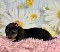 Star, a female Miniature Dachshund for sale in Ripley, MS – 3 of 6
