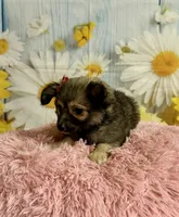     Juniper, a female Chihuahua for sale in Ripley, MS – 7 of 10