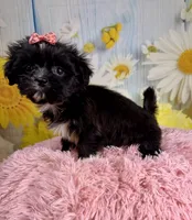 Roxie, a female Pekingese and Shih Tzu for sale in Ripley, MS – 5 of 7