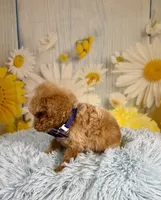 King, a male Poochon for sale in Ripley, MS – 5 of 6