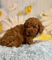 Rusty, a male Poodle - Miniature  for sale in Ripley, MS – 9 of 10