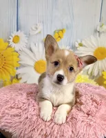 Jellybean , a female Pembroke Welsh Corgi for sale in Ripley, MS – 7 of 10
