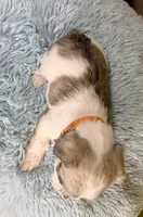 Toby, a male Miniature Schnauzer for sale in Ripley, MS – 6 of 6
