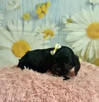 Aurora, a female Cocker Spaniel for sale in Ripley, MS – 3 of 7