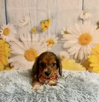 Tucker, a male Miniature Dachshund for sale in Ripley, MS – 6 of 7