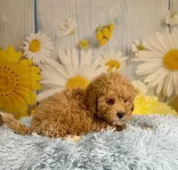 Leo, a male Miniature Goldendoodle for sale in Ripley, MS – 3 of 10