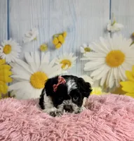 Raya, a female Shihpoo for sale in Ripley, MS – 7 of 10
