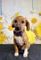 Lux, a male Chihuahua and Miniature Dachshund for sale in Ripley, MS – 2 of 5