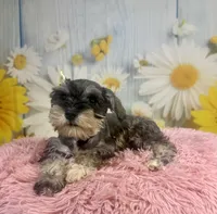 Bonnie, a female Miniature Schnauzer for sale in Ripley, MS – 3 of 10