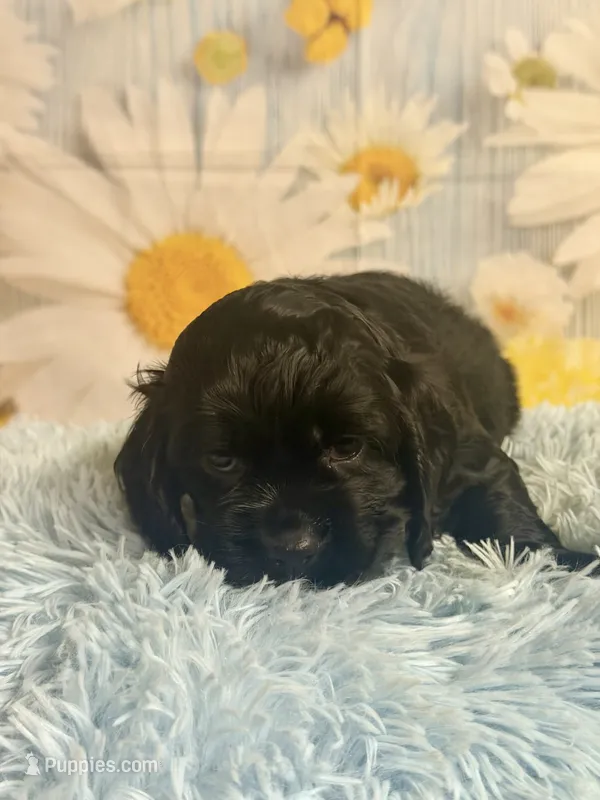 Coal – Cocker Spaniel puppy for sale in Ripley, MS