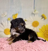 Dolly, a female Aussiedoodle for sale in Ripley, MS – 8 of 10