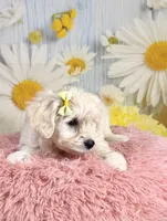 Shiloh , a female Miniature Schnauzer for sale in Ripley, MS – 9 of 10