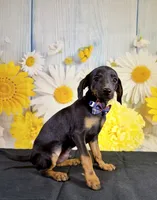 Tux, a male Chihuahua and Miniature Dachshund for sale in Ripley, MS – 4 of 5