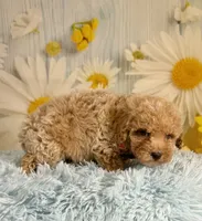 Groot, a male Poochon for sale in Ripley, MS – 2 of 8