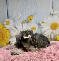 Bree, a female Miniature Schnauzer for sale in Ripley, MS – 2 of 10