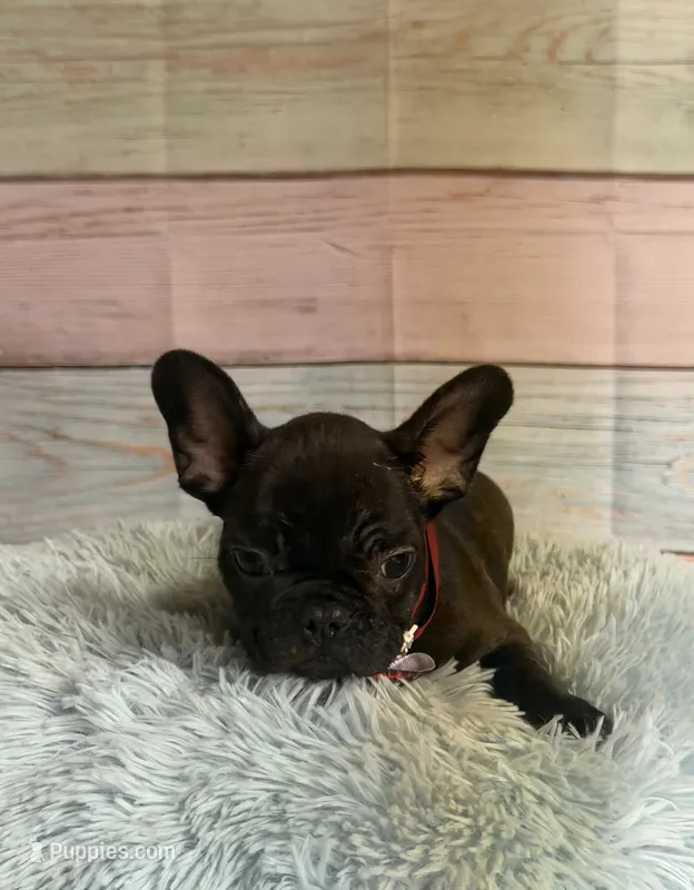 Gunner – French Bulldog puppy for sale in Ripley, MS