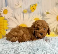 Rusty, a male Poodle - Miniature  for sale in Ripley, MS – 2 of 10