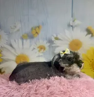 Bonnie, a female Miniature Schnauzer for sale in Ripley, MS – 8 of 10