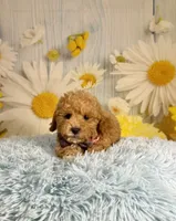 Leo, a male Miniature Goldendoodle for sale in Ripley, MS – 7 of 10