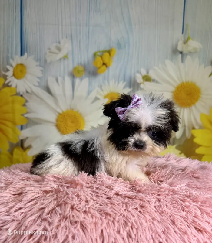 Dot – Pekingese, Shih Tzu puppy for sale in Ripley, MS